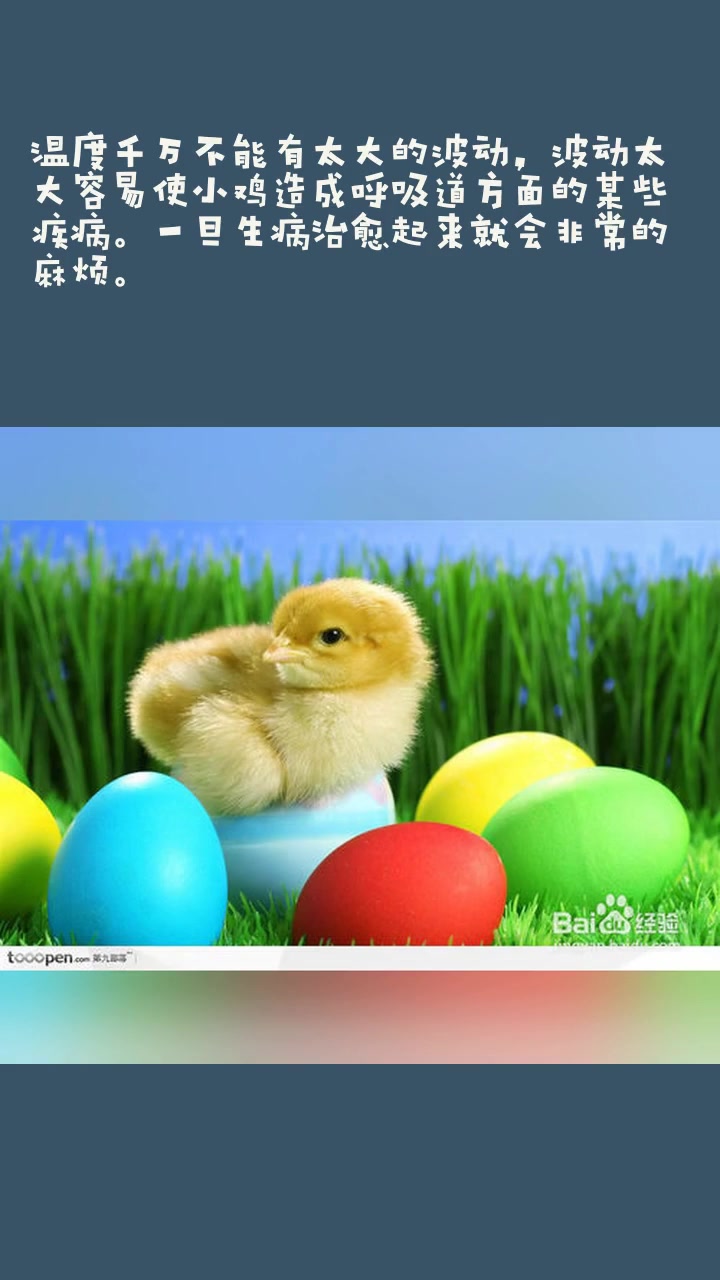 如何饲养刚出壳的小鸡