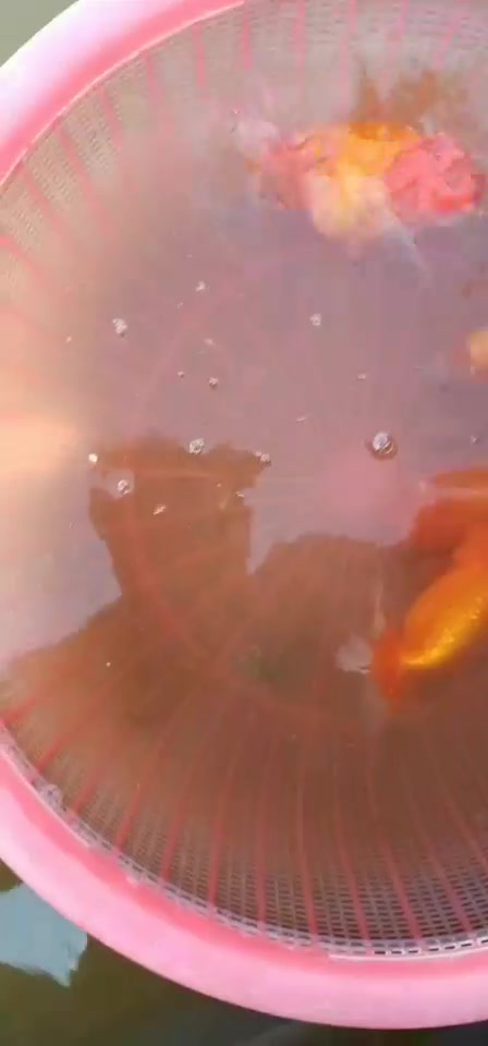 可爱的2龄红猫狮金鱼