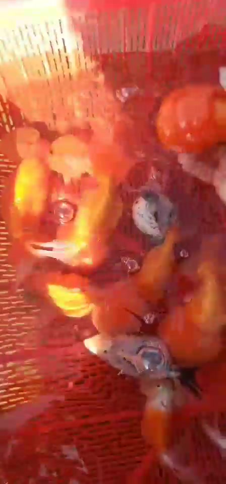 美美哒3龄红猫狮金鱼