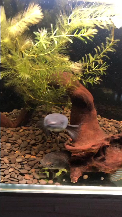 南鳢彩虹雷龙鱼互动