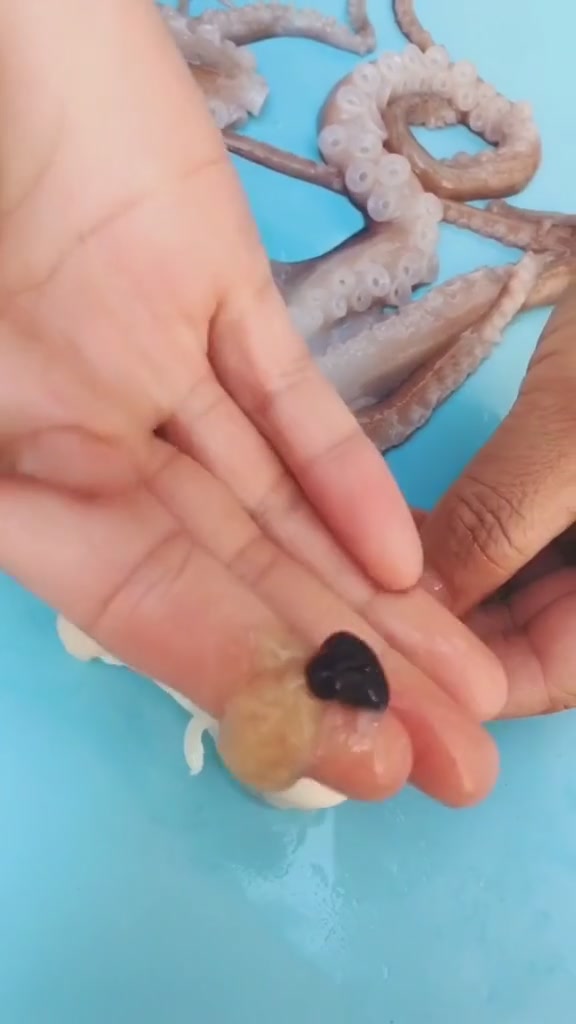 八爪鱼有三颗心,找一找,都在什么位置