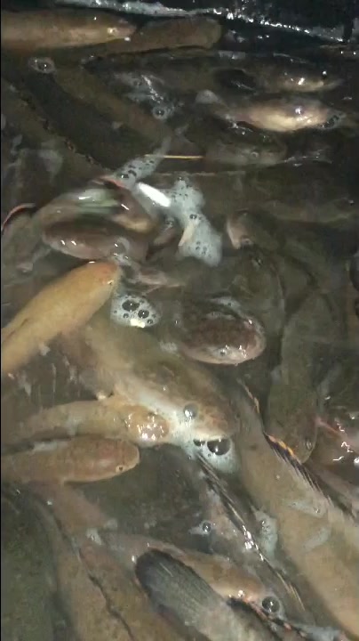哈哈!国产巴卡彩虹雷龙鱼