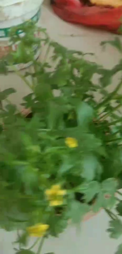 在河边上挖的野芹菜开花了