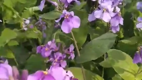 #花卉绿植小科普#     #中国农林科技网#   诸葛菜[中国赞]