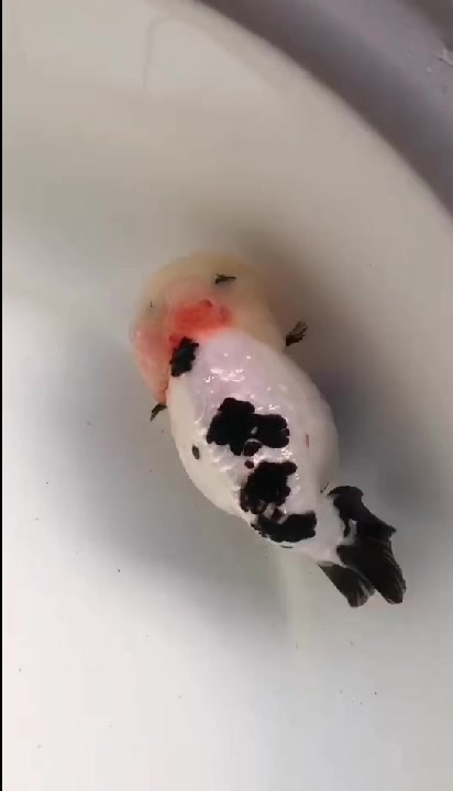 太子鱼高端金鱼,这是一家养鱼的饲养场,养的是奶牛水墨,精品鱼