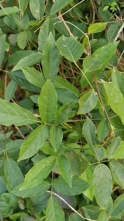 鸡血藤品种求鉴别!昆明鸡血藤?(香花崖豆藤或异果崖豆藤)