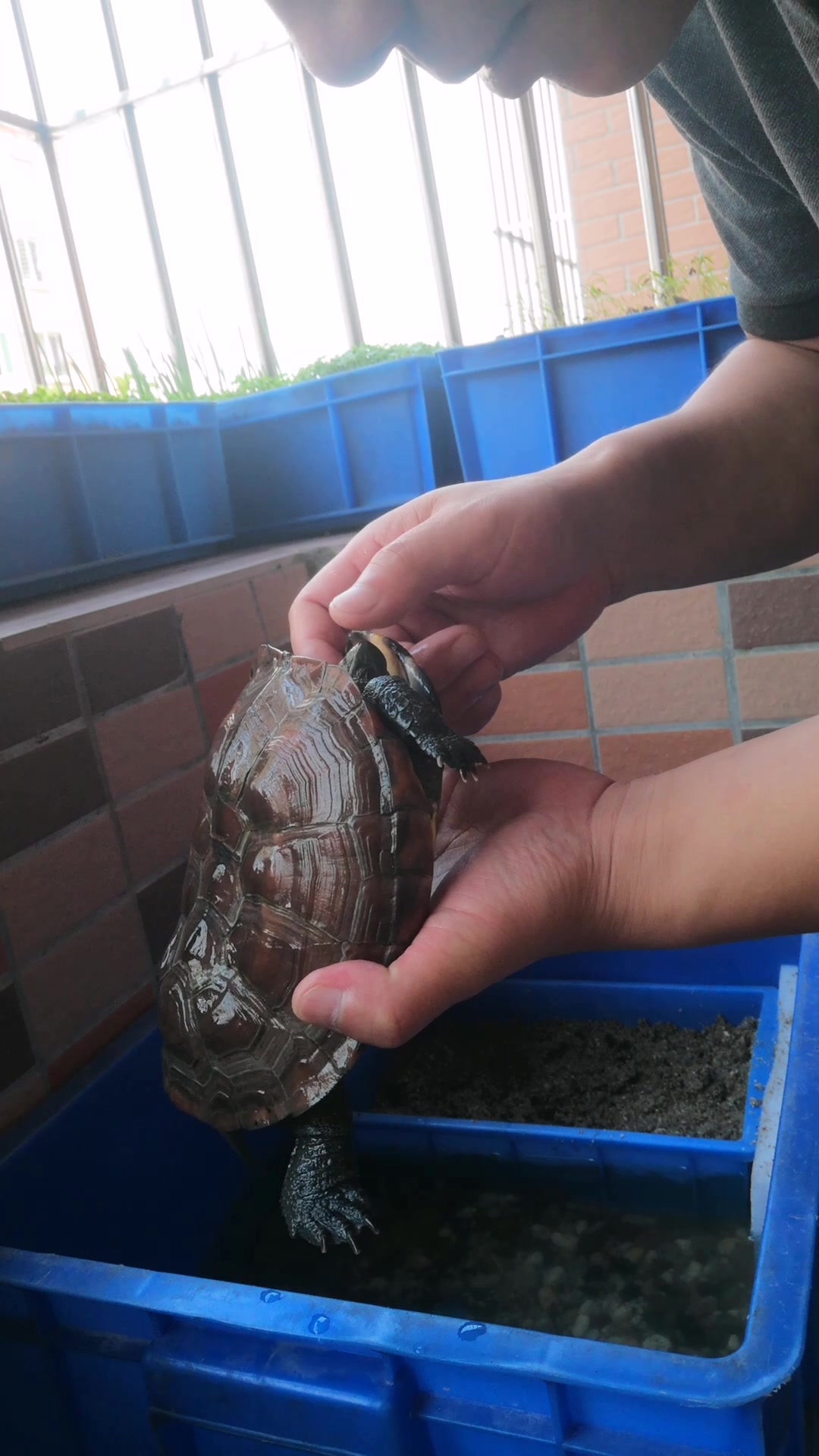 乌龟怎么分公母?