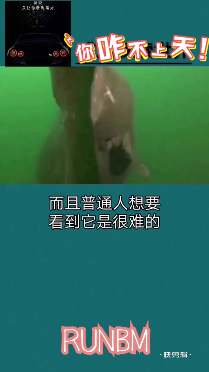那些你不知道的事之一:世界上最孤独的鲨鱼?