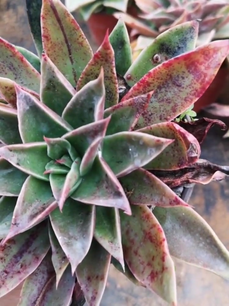 多肉如贝拉,看着有点像饺子皮