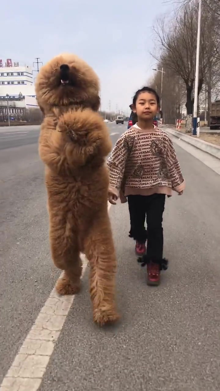 宠物狗这样养精彩好看,值得点赞