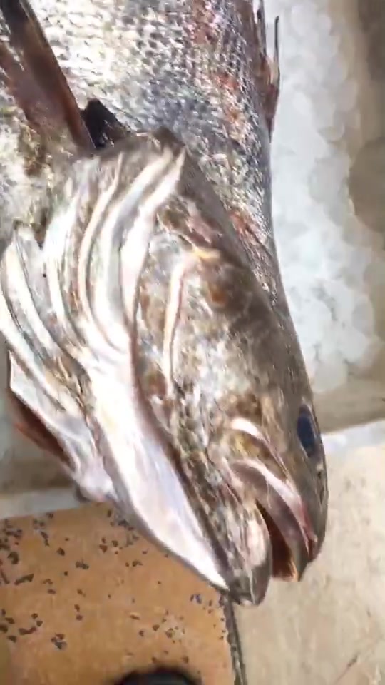 下船没一会儿的野生大鮸鱼