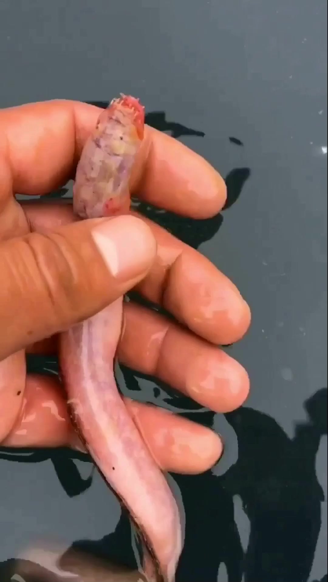 赶海抓到一条传说中的异常凶猛的狼鱼牙齿看着确实可怕