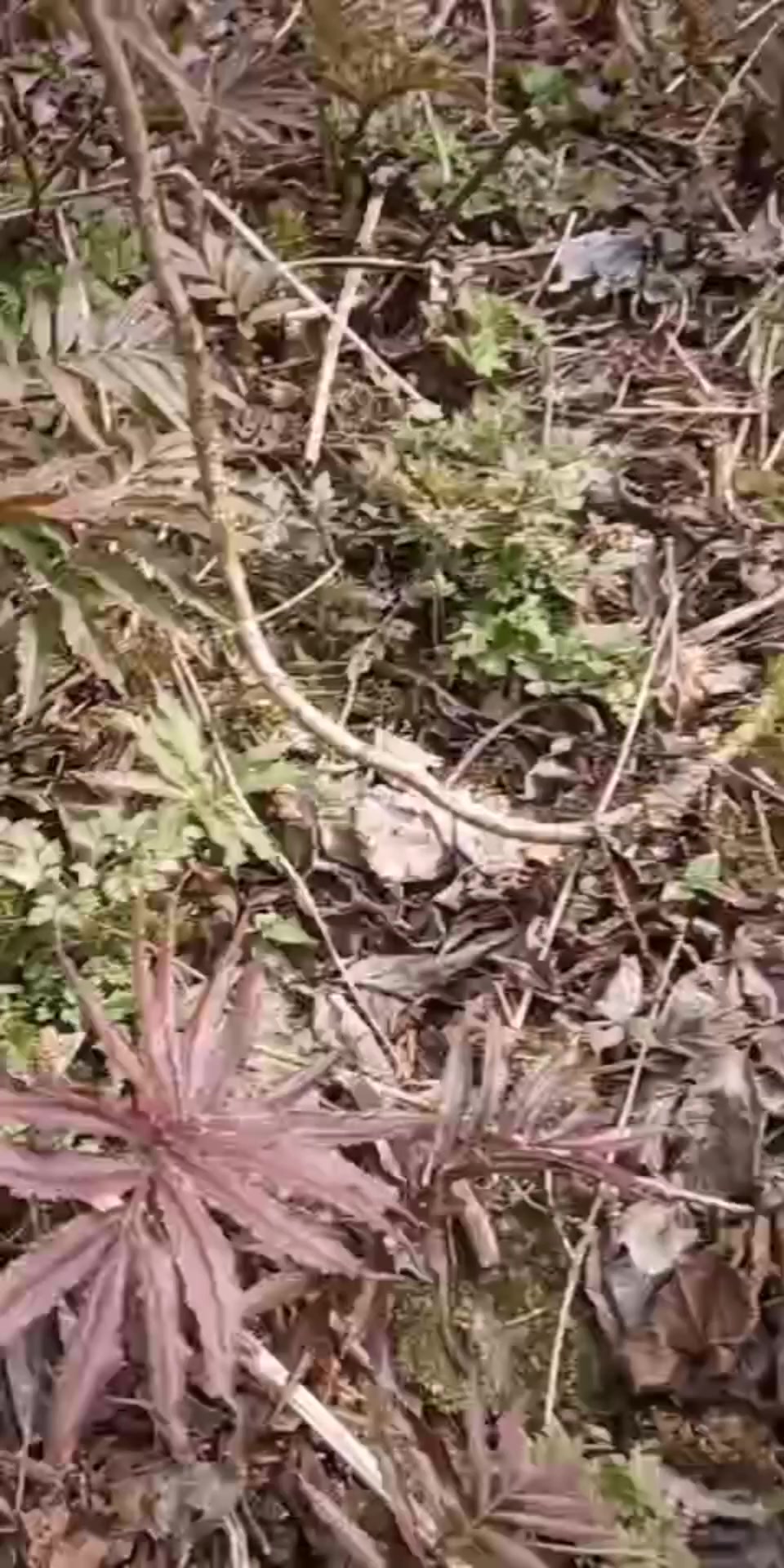 上山里采摘野菜咯