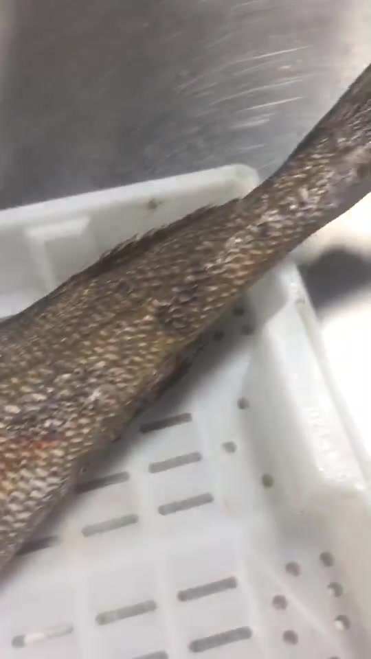 野生大鮸鱼,猜猜看这条鱼有多重?