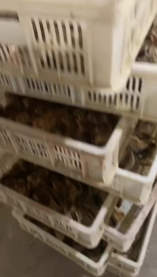 这批青脚麻鸡太争气了