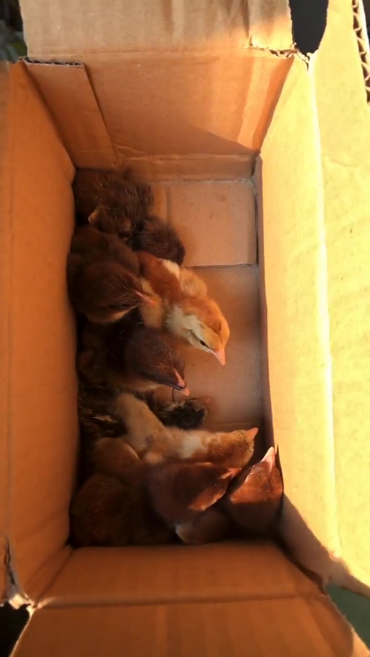 火烧毛斗鸡宝宝,太可爱了!