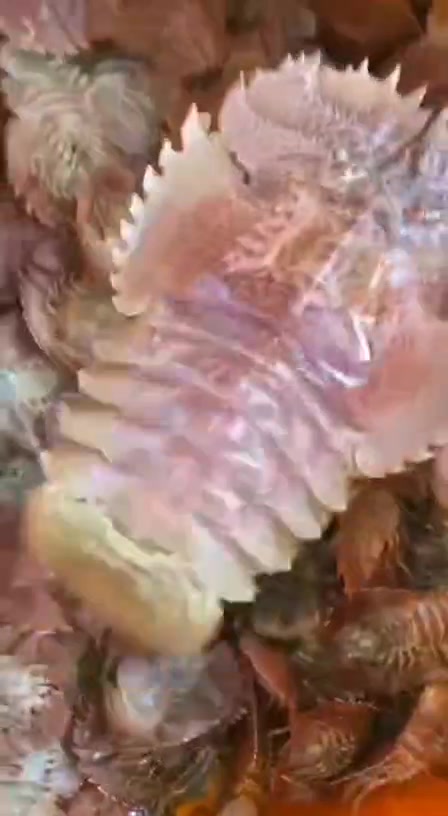 等半年的虾姑排琵琶虾来了,痴鲜野生海鲜