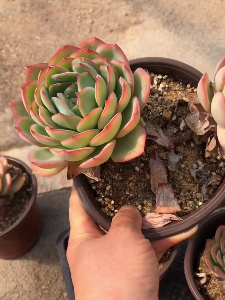 养花教程,晨露多肉的养护技巧