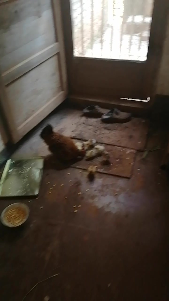 家里的小鸡终于出壳了,26个蛋,出12只小鸡,出壳率有点低