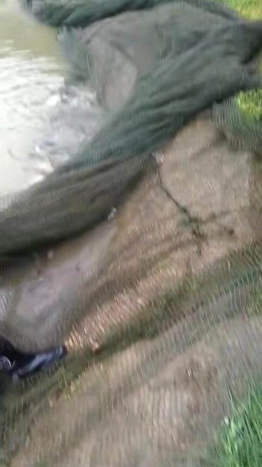 收获高山冷水鱼的季节