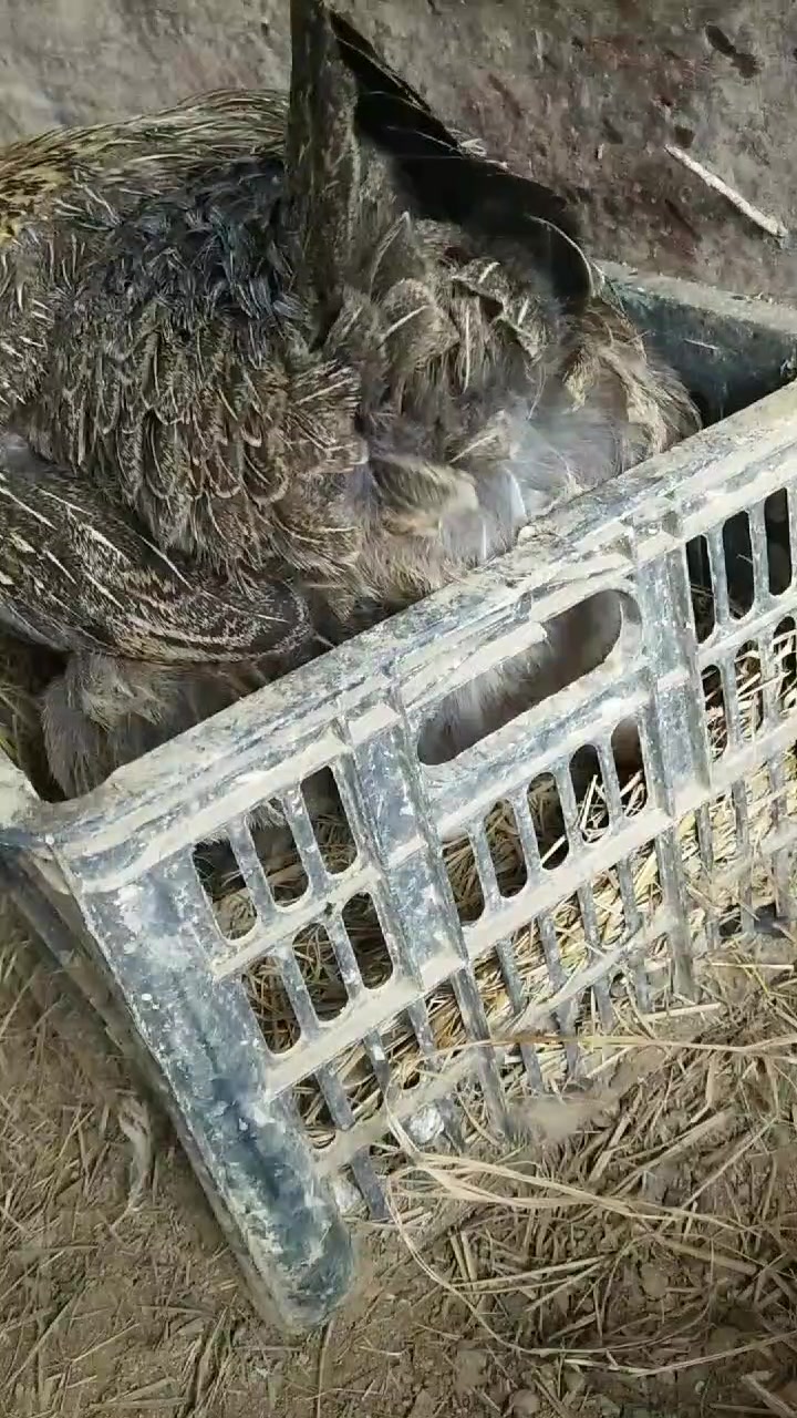 鸡妈妈生蛋全过程