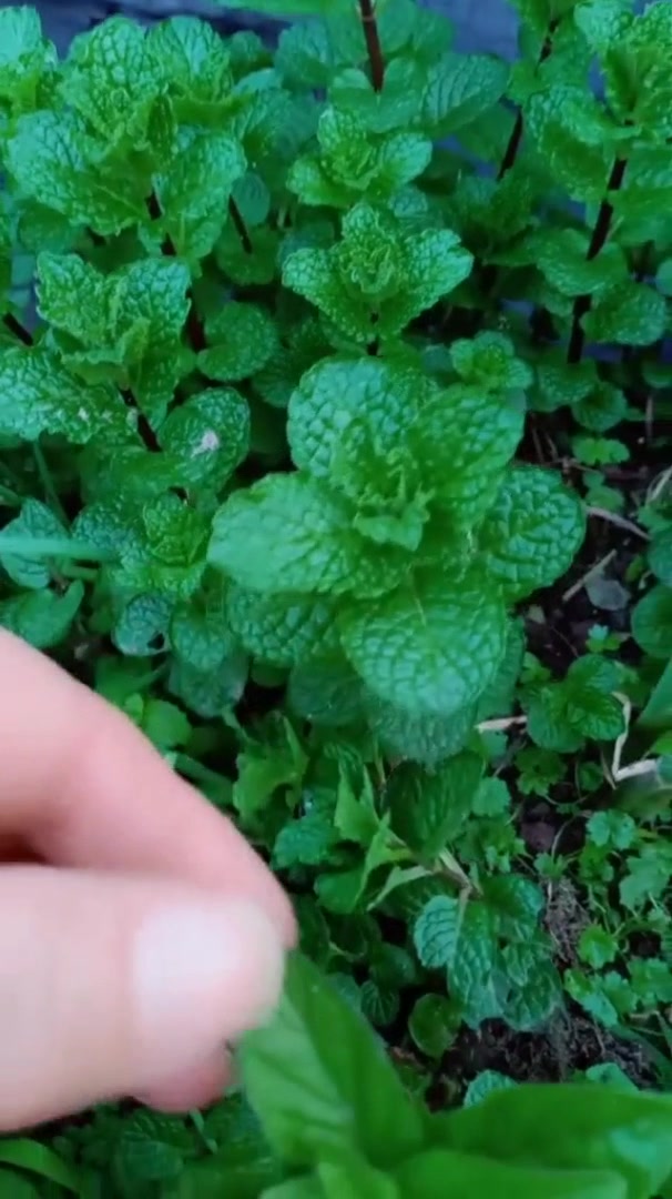 鱼香草与薄荷的区别