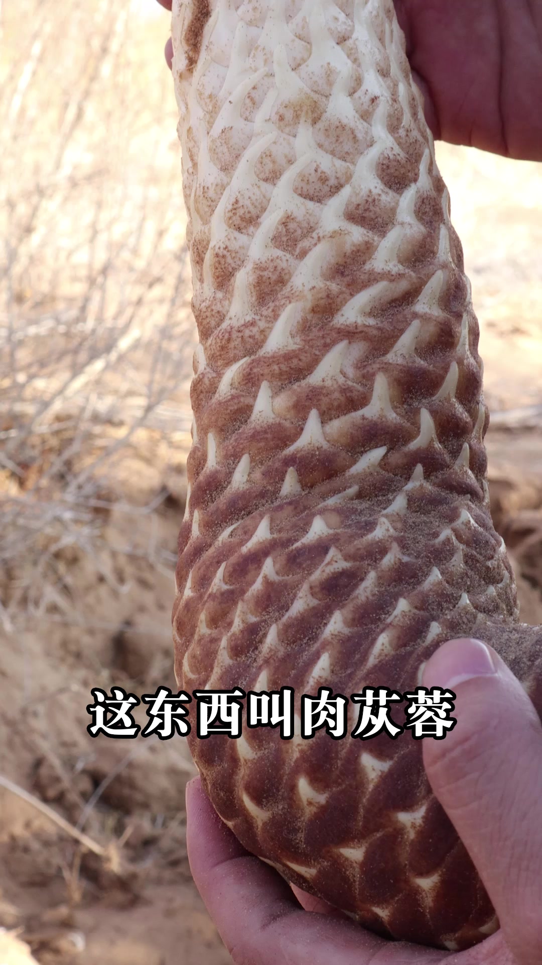 肉苁蓉是我国内蒙古阿拉善野生稀有的“沙漠人参”,怎么它越来少
