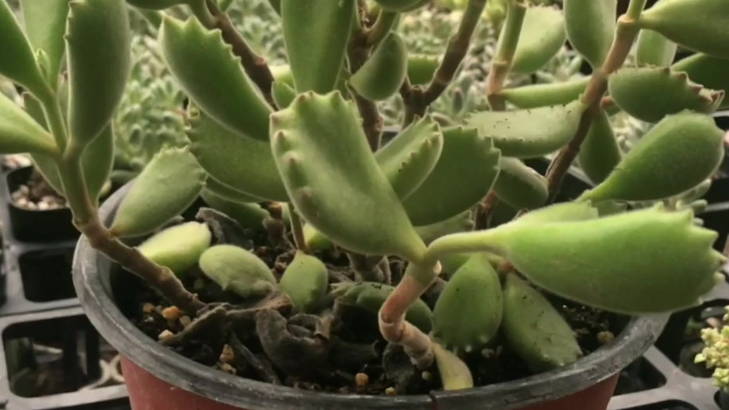 #发现美好时光# 有哪些多肉植物适合新手养护