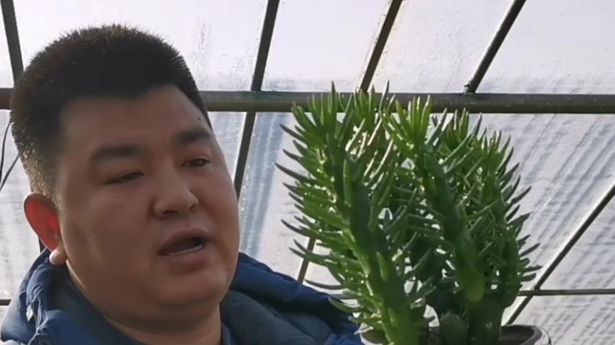 #发现美好时光# 多肉植物沙漠将军长什么样?