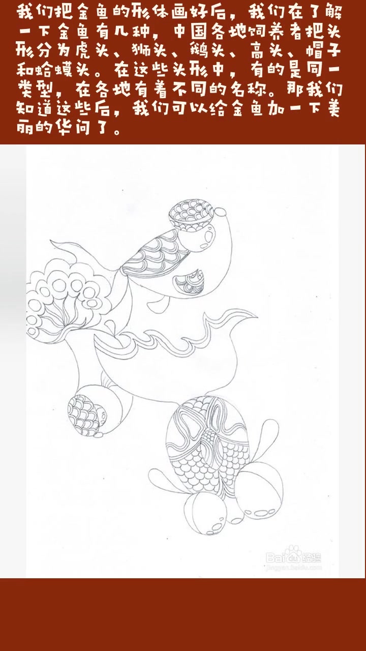 海底中的孔雀(金鱼)