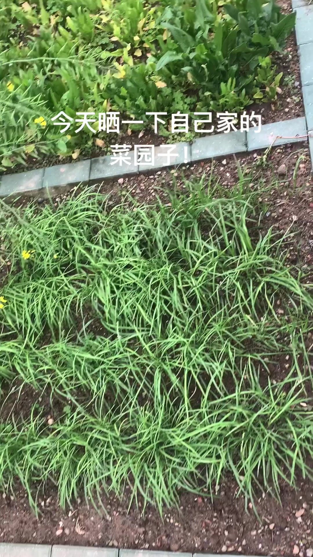今天来晒一下自己家的小菜园子!