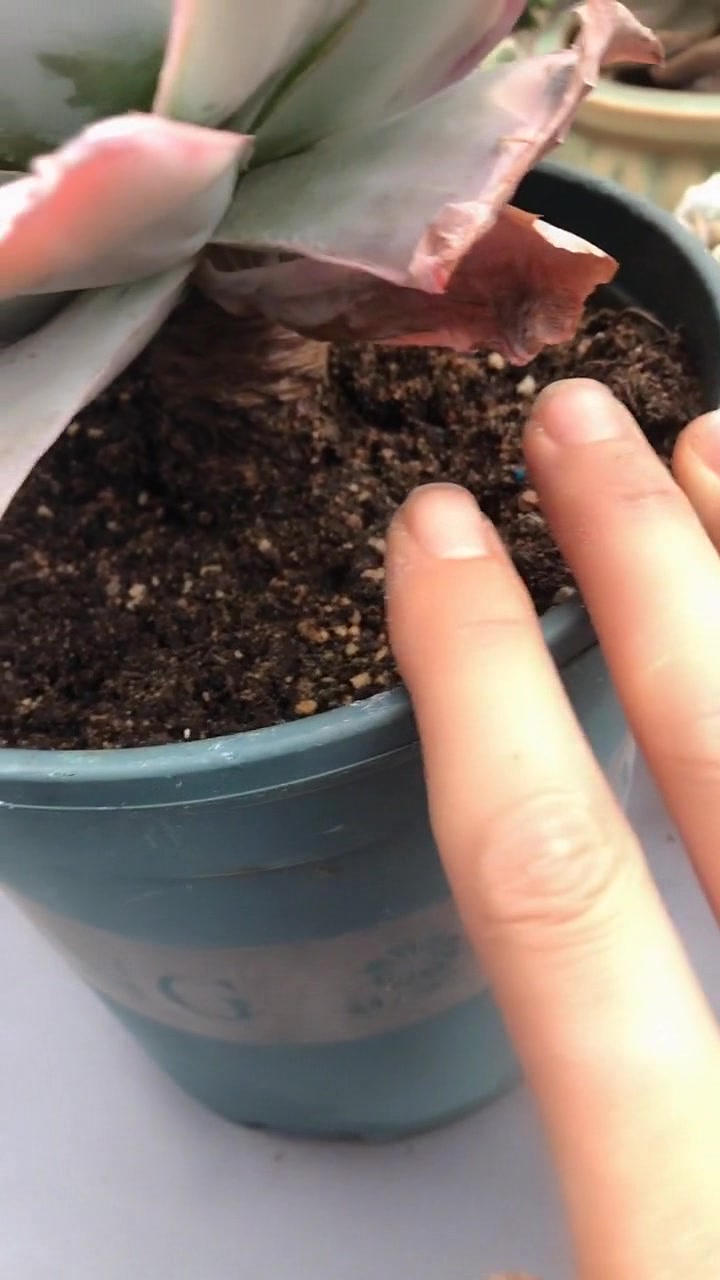新手教你如何把多肉养成老桩,做到这几点,轻松养出老桩!