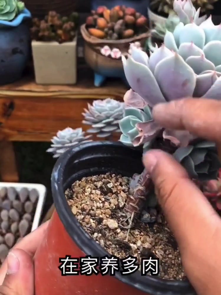 如何让多肉老桩,快速变粗变强壮