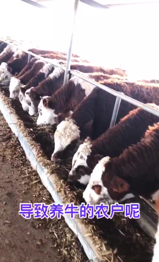 为什么,牛犊价格这么高,2020年肉牛价格走向
