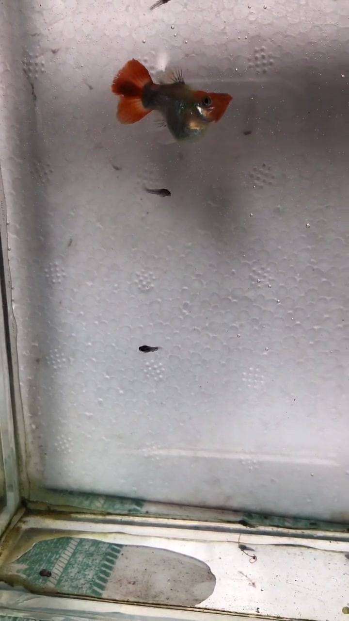 第一次见金鱼生小鱼,眼前这一幕,真的是大开眼界了