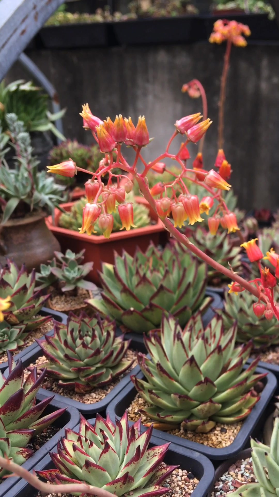 多肉乌木开花了,看上去蛮惊艳呢!