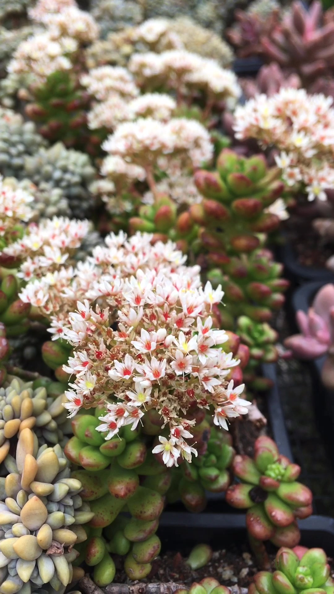 多肉塔洛克开花了!