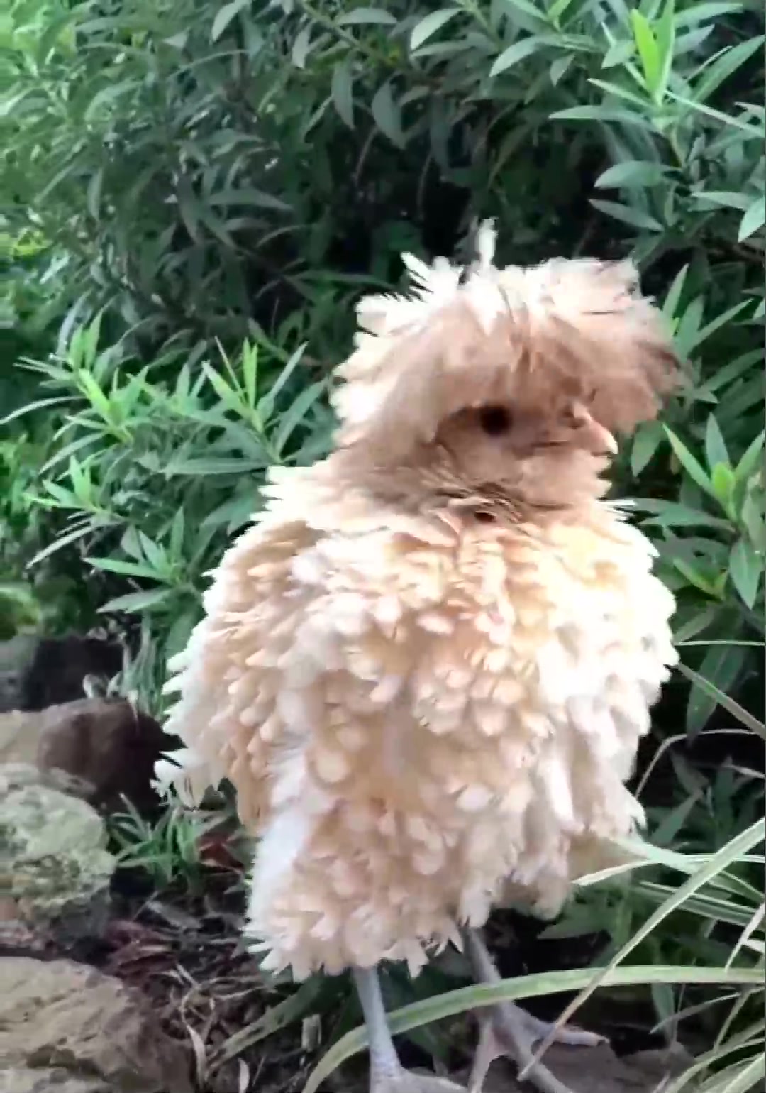 谁能告诉我我,这是什么动物?请恕我见识短浅!