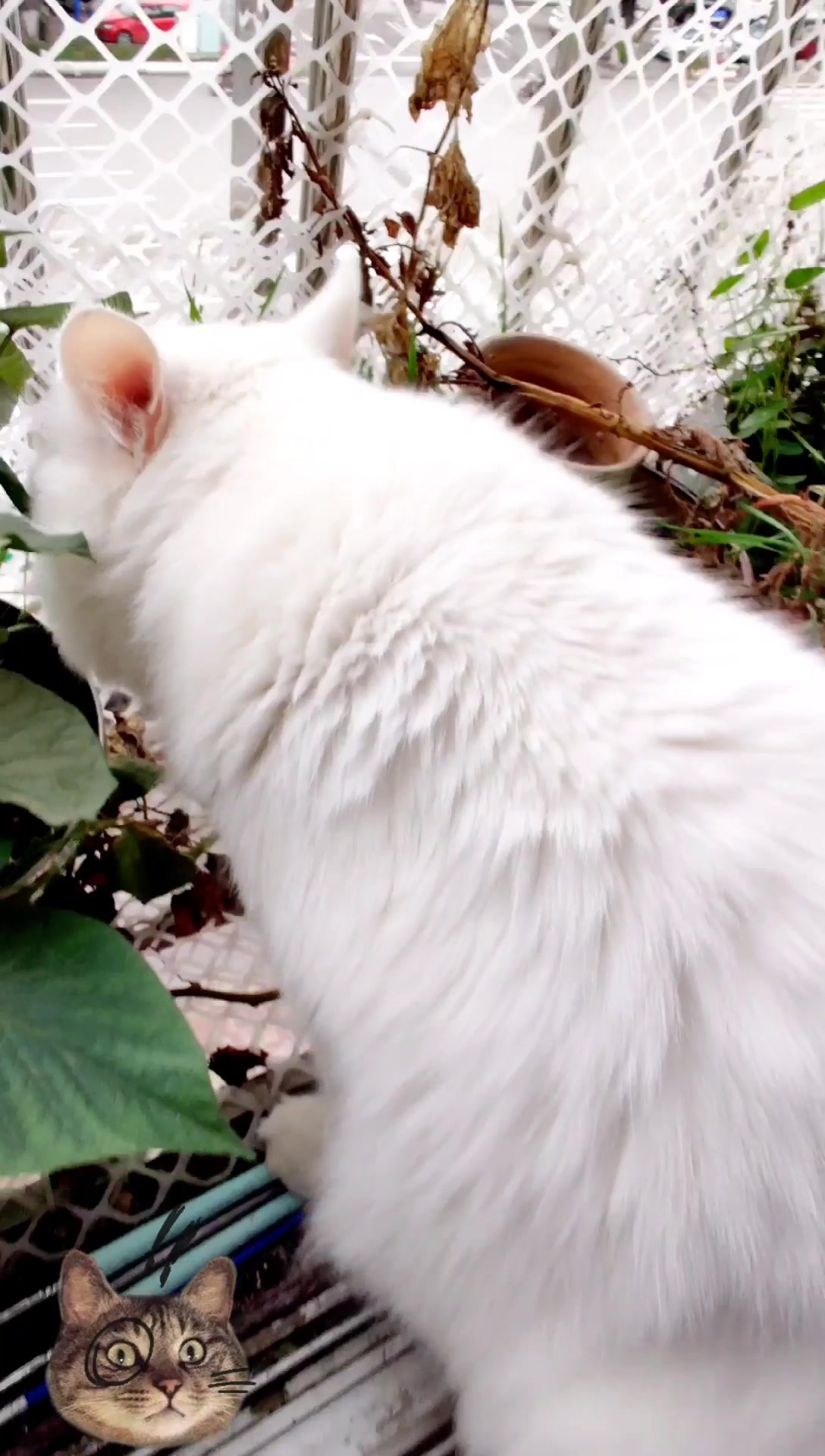 「大白猫日常生活记录」今天也是爱吃猫草的胖猫