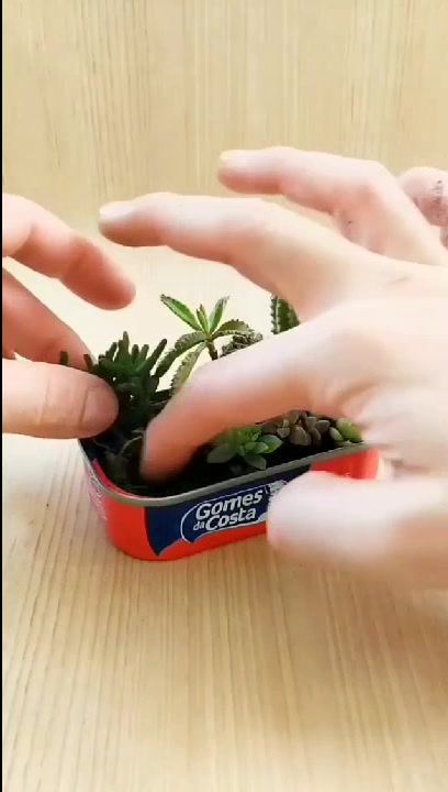 没用的餐盒这样处理,做个多肉植物组合盆栽