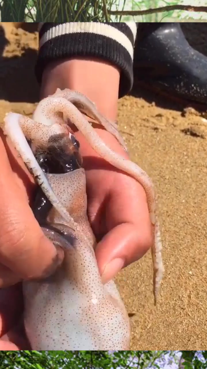 渔民赶海乐趣多,今天小伙不赶海老外,解剖章鱼