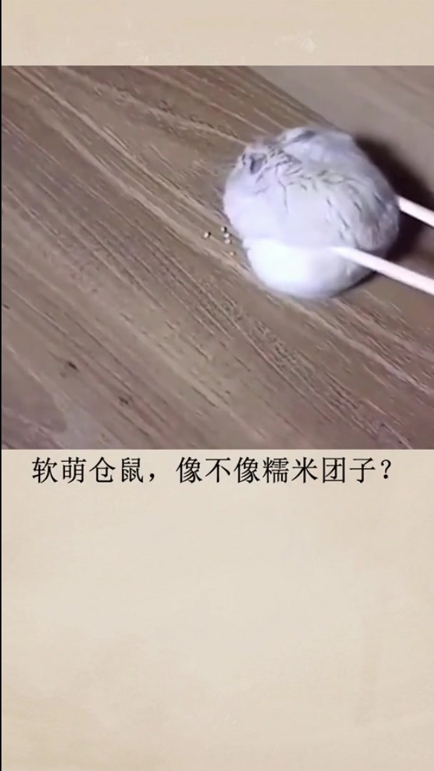 各种软萌。各种可爱。坚决融化你的心