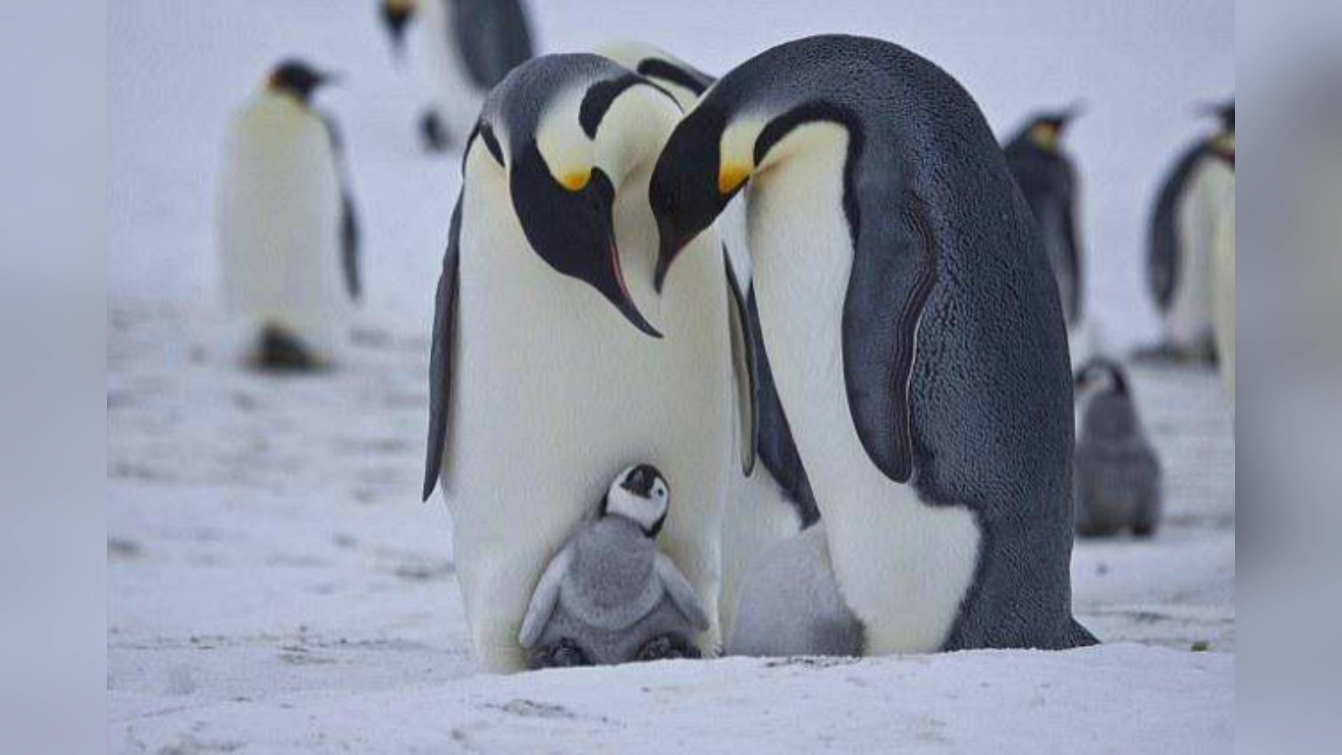 #教育持久战# 英语主题启蒙活动:企鹅penguin 1.《海底小纵队》涂色游戏 2.儿歌