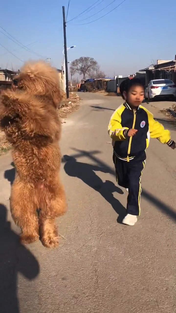 宠物狗还可以这样养真是精彩,值得点赞