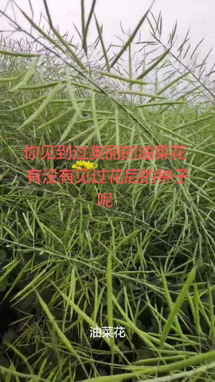 油菜花后的油菜籽也很漂亮哦