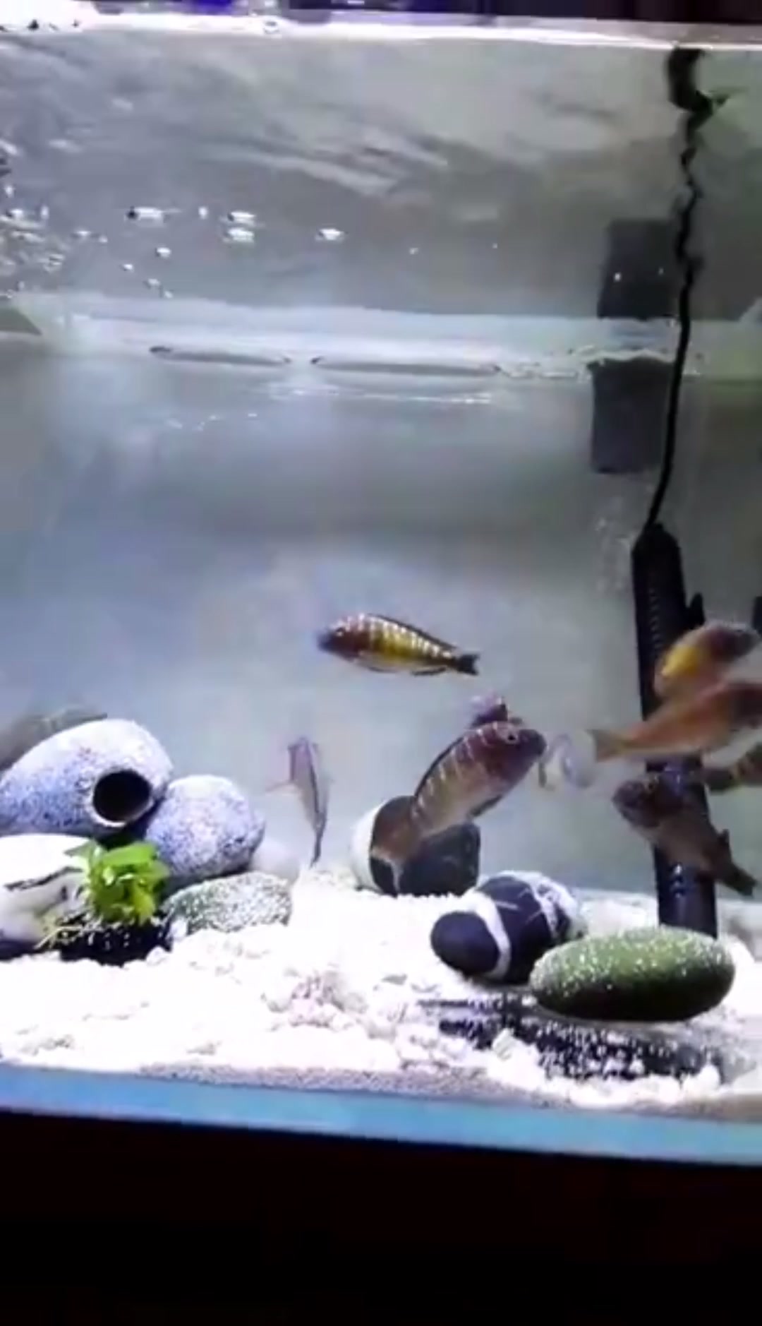 坦湖慈鲷 坦噶尼喀湖野生动物蝴蝶慈鲷鱼 家庭水族馆观赏鱼群游