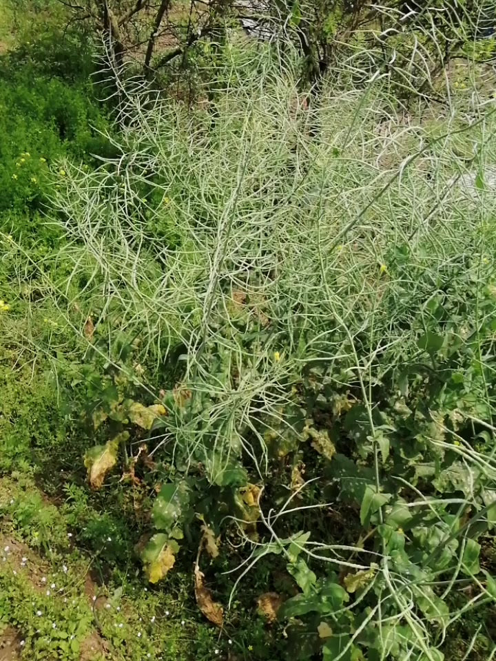 这片油菜籽长得怎么样