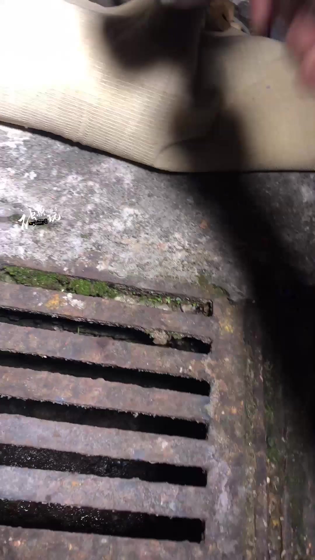 阿萨姆奶茶雷龙鱼跳出鱼缸,跑进干枯的下水道,还能救活吗?