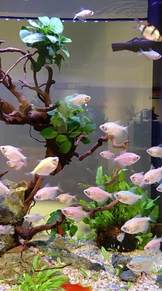 美丽的热带鱼给人好心情——拍鱼,视频的表现力比照片强过一百倍