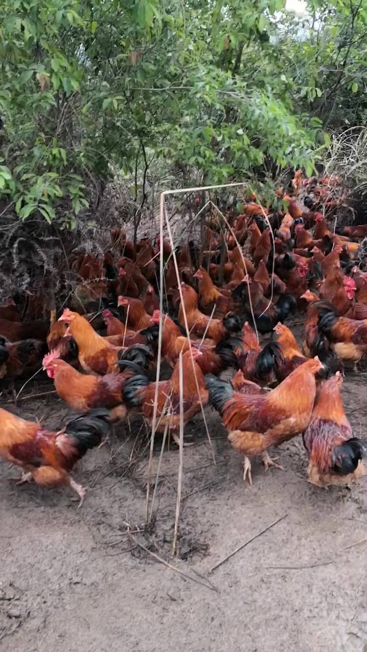 上山采一种草药无意发现这一群 山鸡